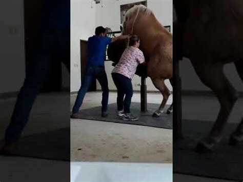 hentai caballo|La polla del caballo llena mi coño .